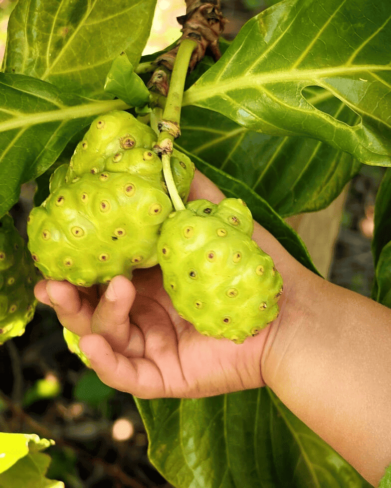 Uprawa owoców Noni na Teneryfie