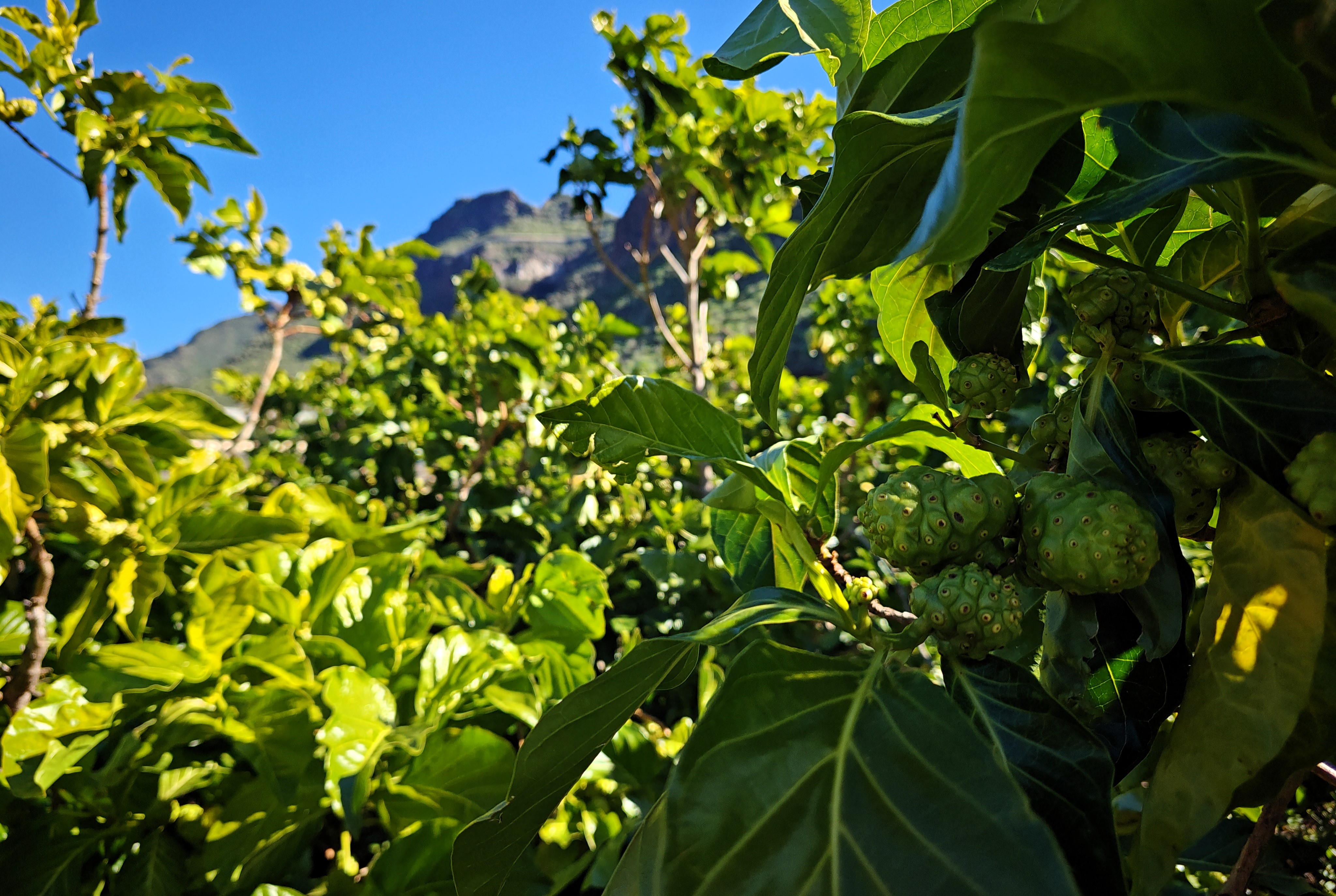 Plantacja Noni na Teneryfie w Parku Wiejskim Teno