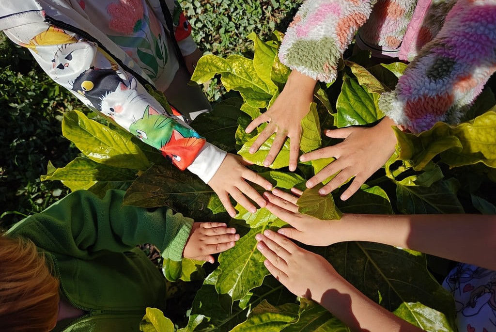Owoc Noni rosnący na Teneryfie