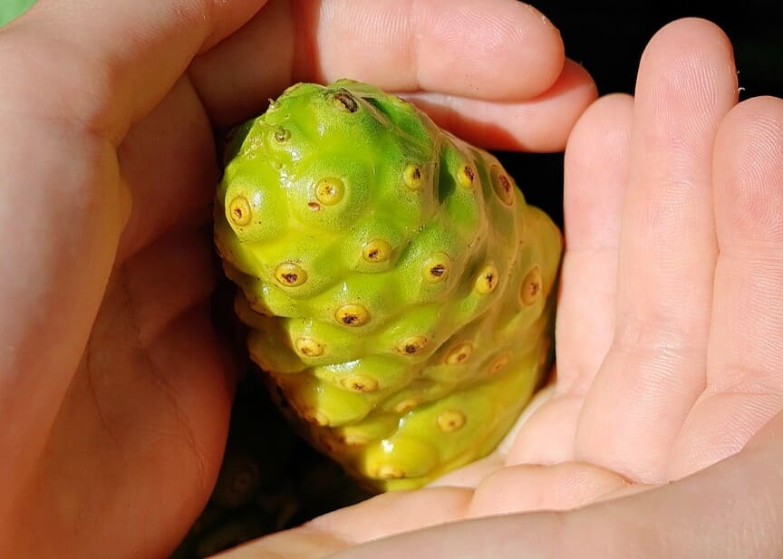 Owoc Noni rosnący na Teneryfie