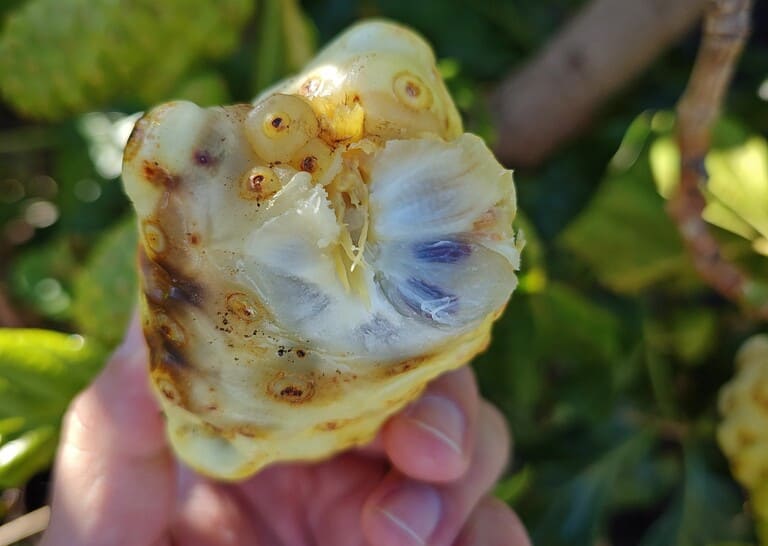 dojrzały owoc noni rosnący na Teneryfie