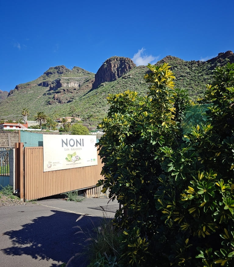 Plantacja Noni na Teneryfie w gminie Santiago del Teide